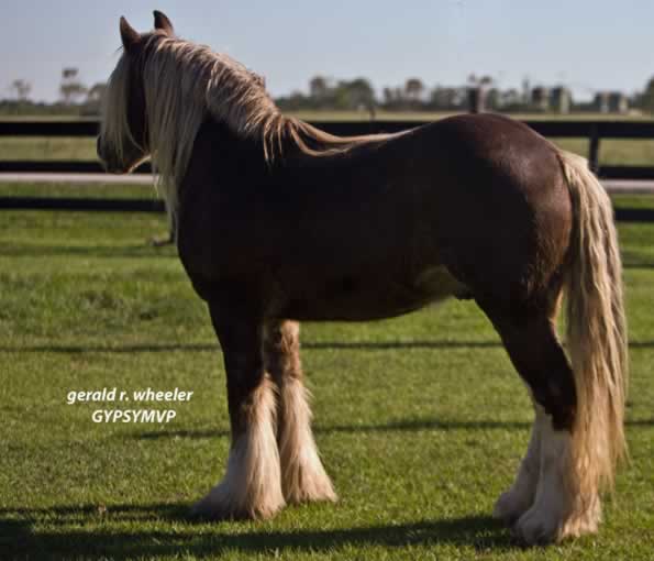 Gypsy Vanner Horses for Sale | Stallion | Chocolate Palomino | Charisma